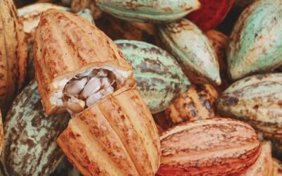 Die gesundheitlichen Vorteile von Zeremoniellen Kakao